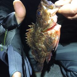 初釣り　根魚ハント！